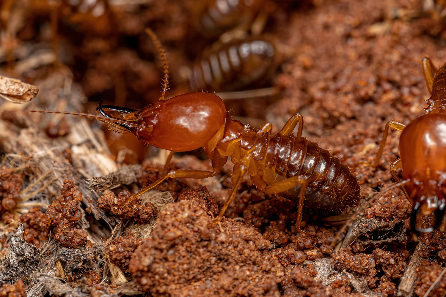 Termites