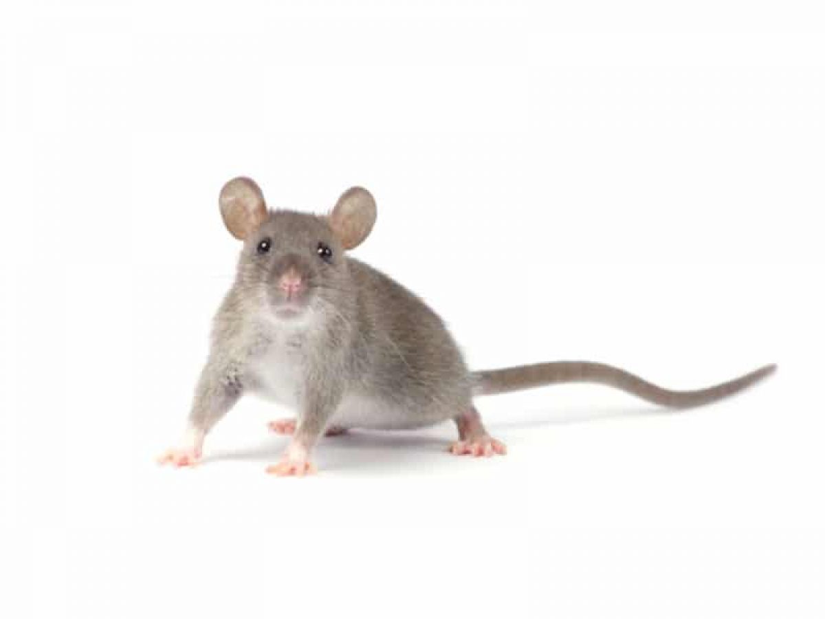 distinguer-rats-souris-1200x900