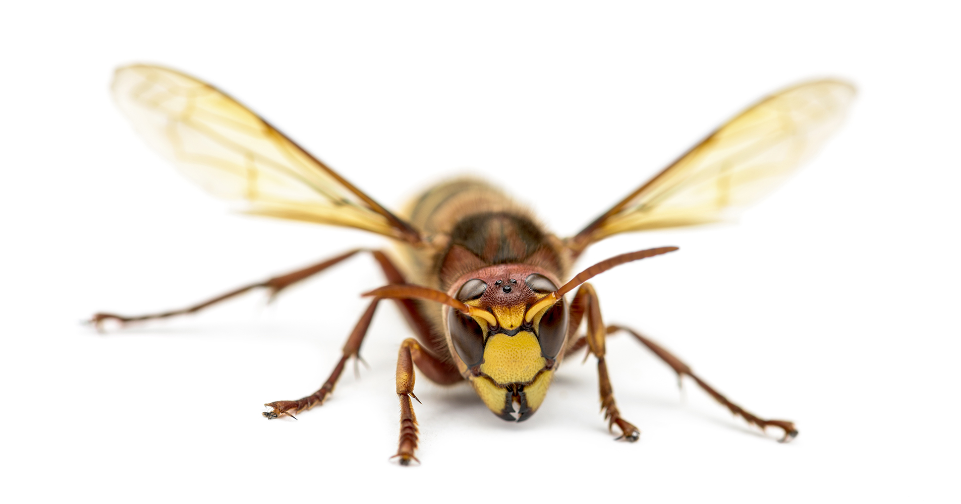 Front view of an Hornet, isolated on white