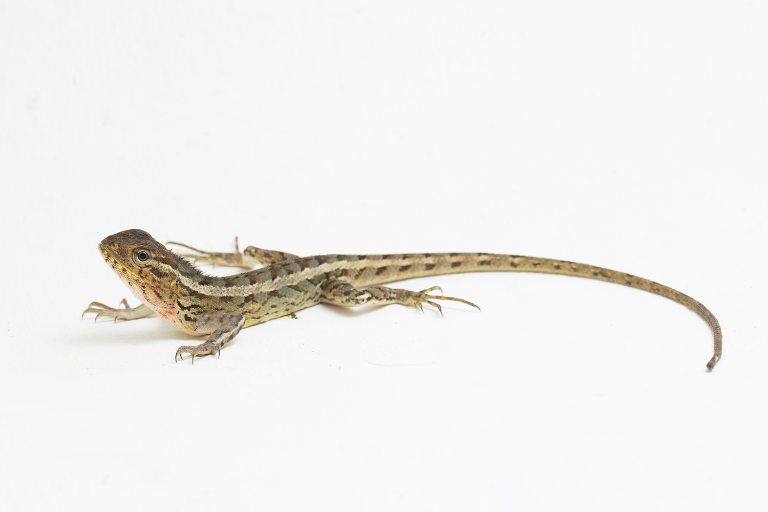 oriental-garden-lizard-calotes-versicolor-isolated-white-background