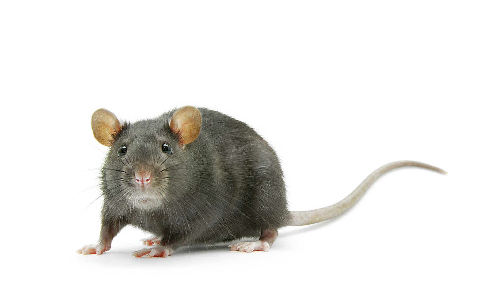 funny rat  isolated on white background